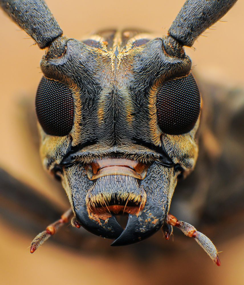 Photograph by Norman Celis