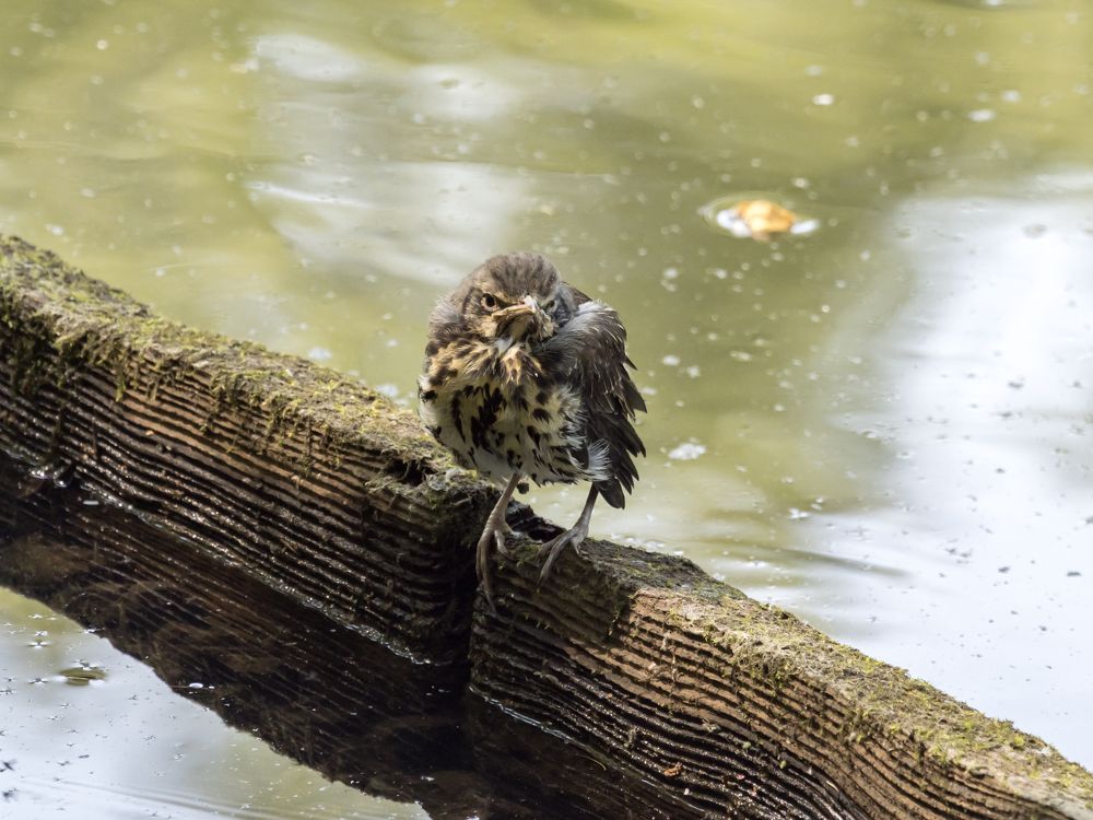 Photograph by Юрий Фокин