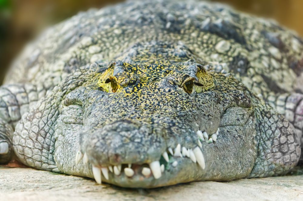 Photograph by Ilja Enger-Tsizikov