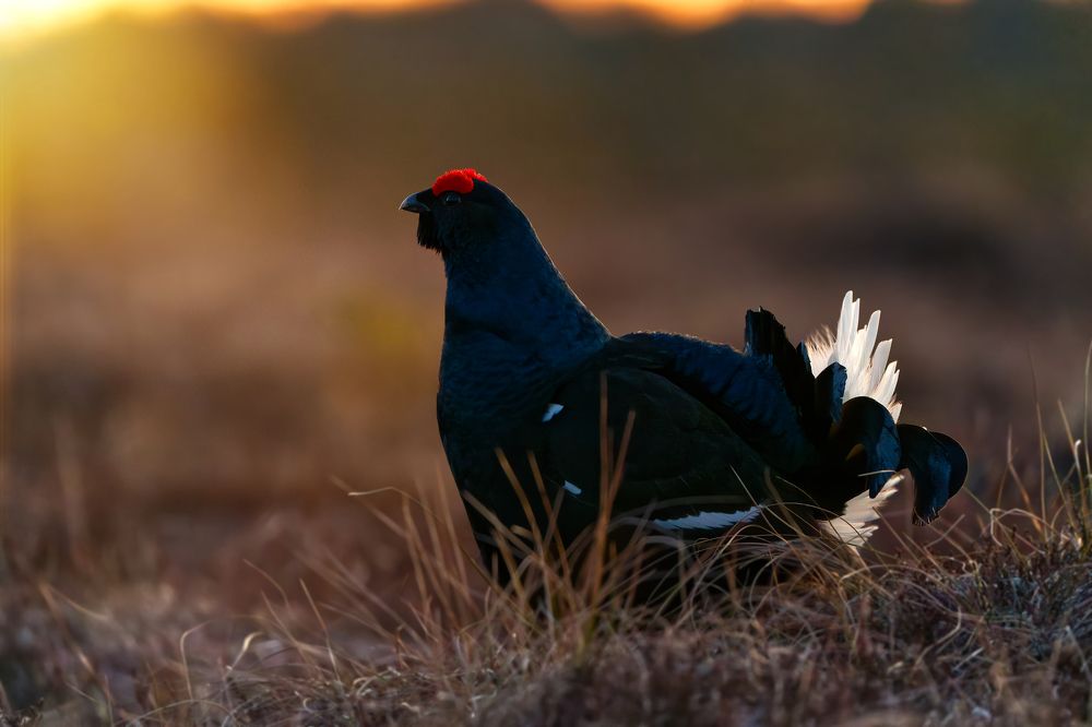 Photograph by Ilja Enger-Tsizikov