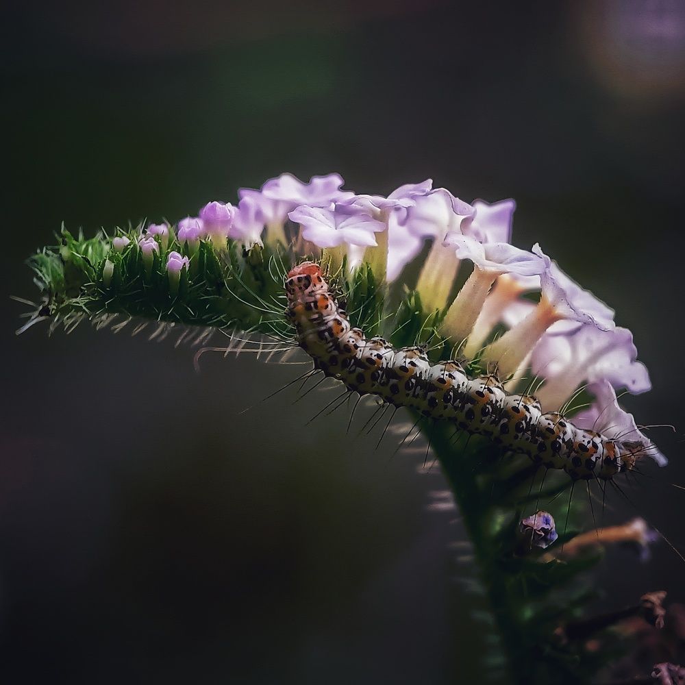 Photograph by b.prakash Balu