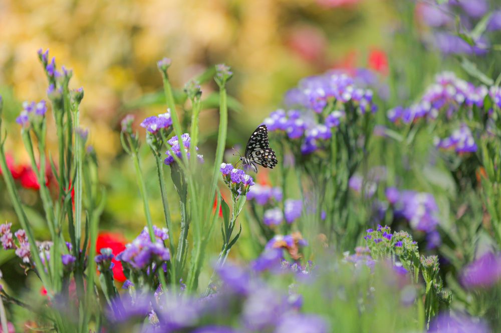 Photograph by Mohammadreza Majlesifar