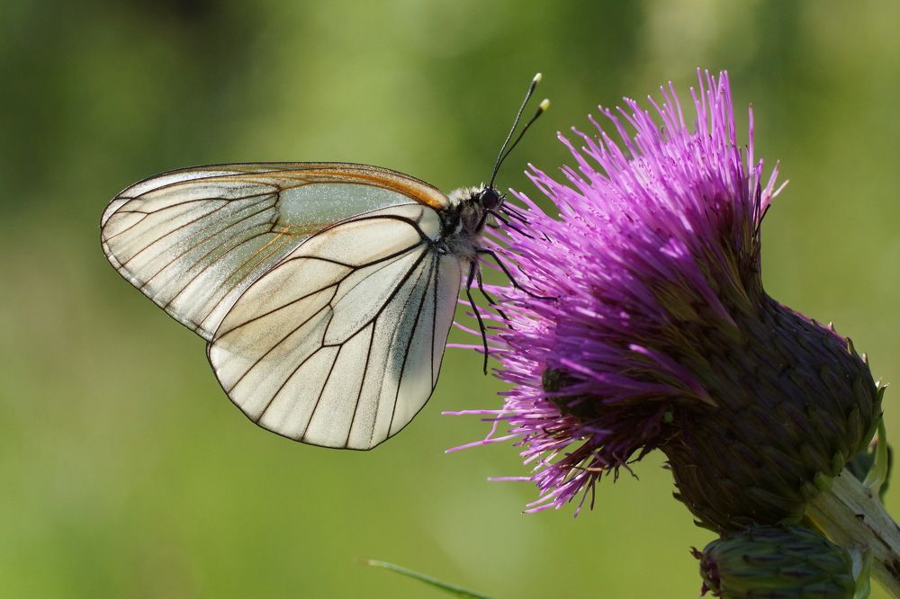 Чертополох и Бабочка.