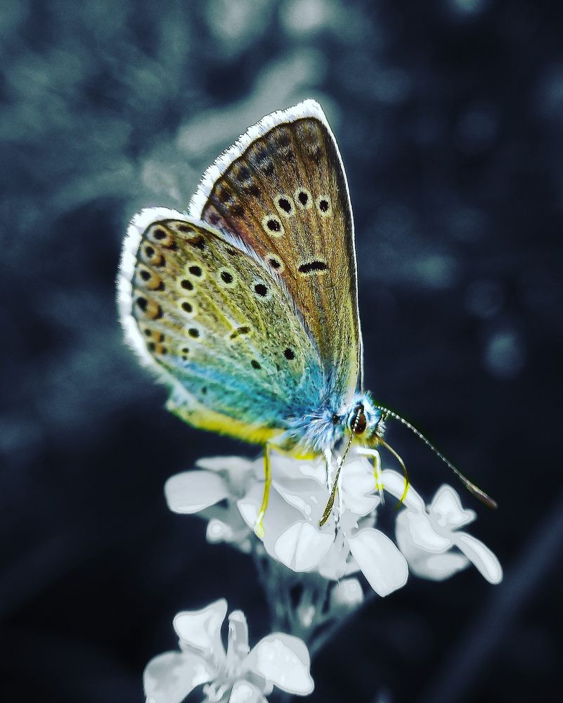 Голубая бабочка