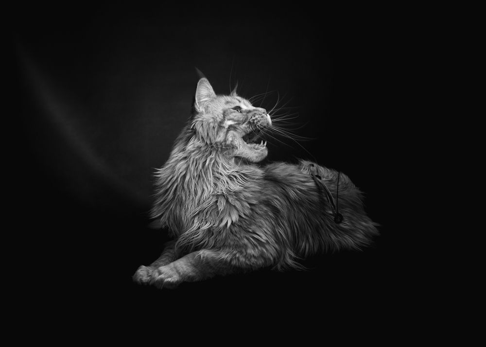 Фотография автора Владимир Борисов