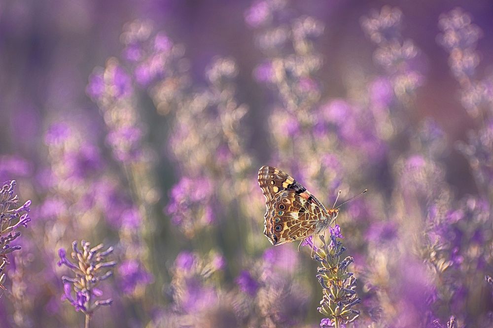 Photograph by Petya Lazarova