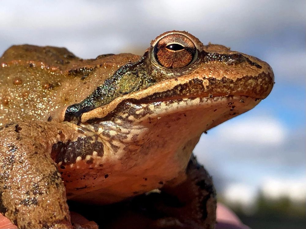Малоазиатская лягушка (Rana macrocnemis)