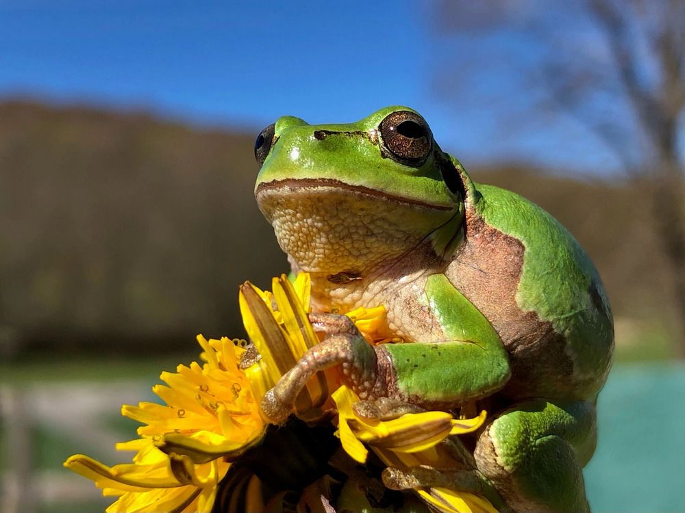 Восточная квакша (Hyla orientalis)