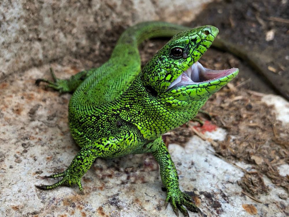 Прыткая ящерица (Lacerta agilis)