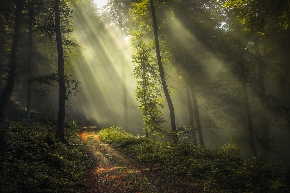 Photograph by Ali Memari