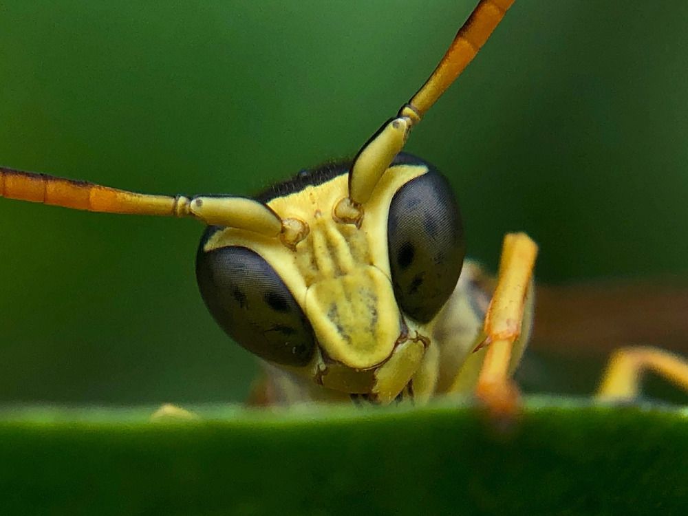 Оса французская (Polistes gallicus)