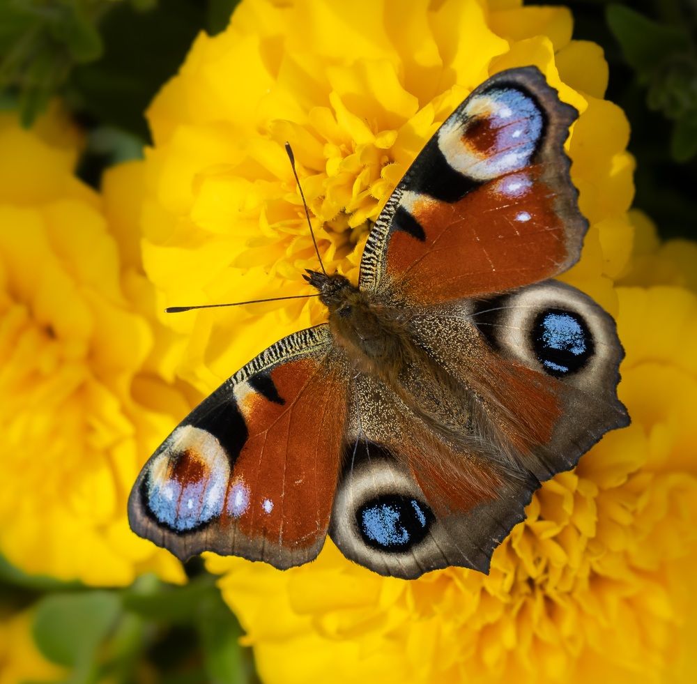 Photograph by Марина Новожилова