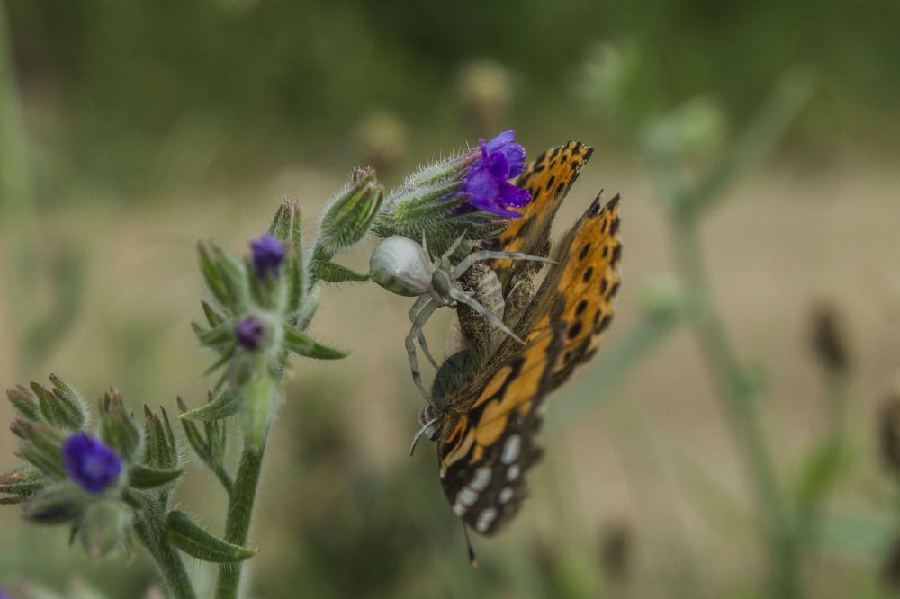 Photograph by iliya levkov