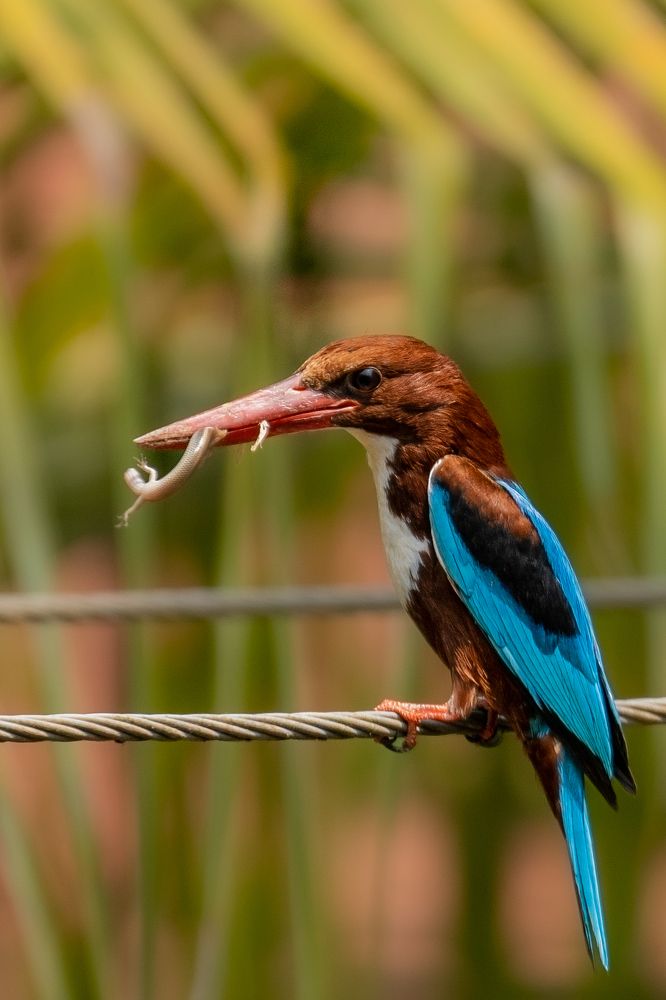 Photograph by Sahil K