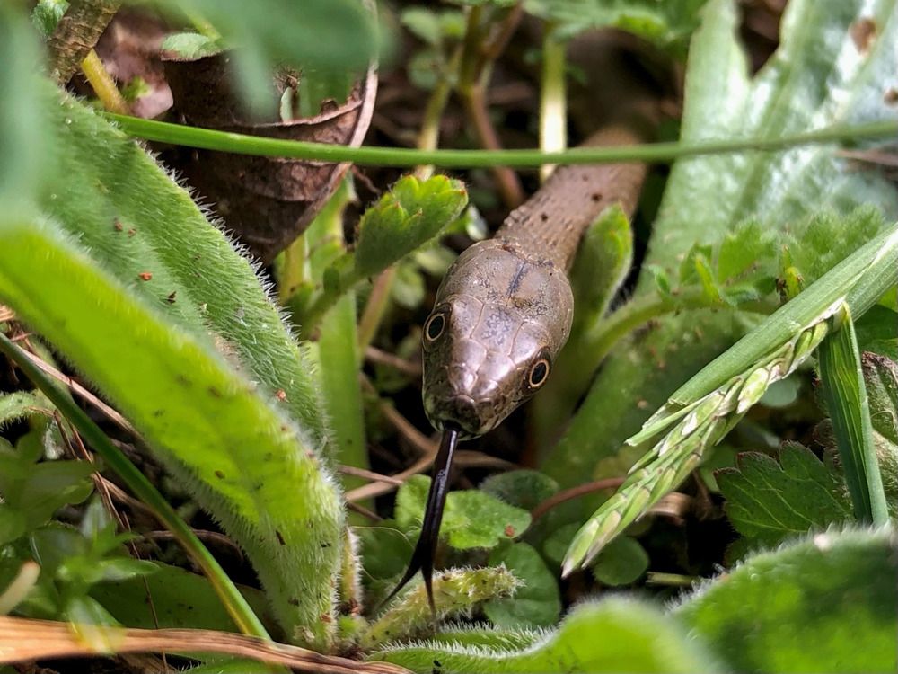 Водяной уж (Natrix tessellata)