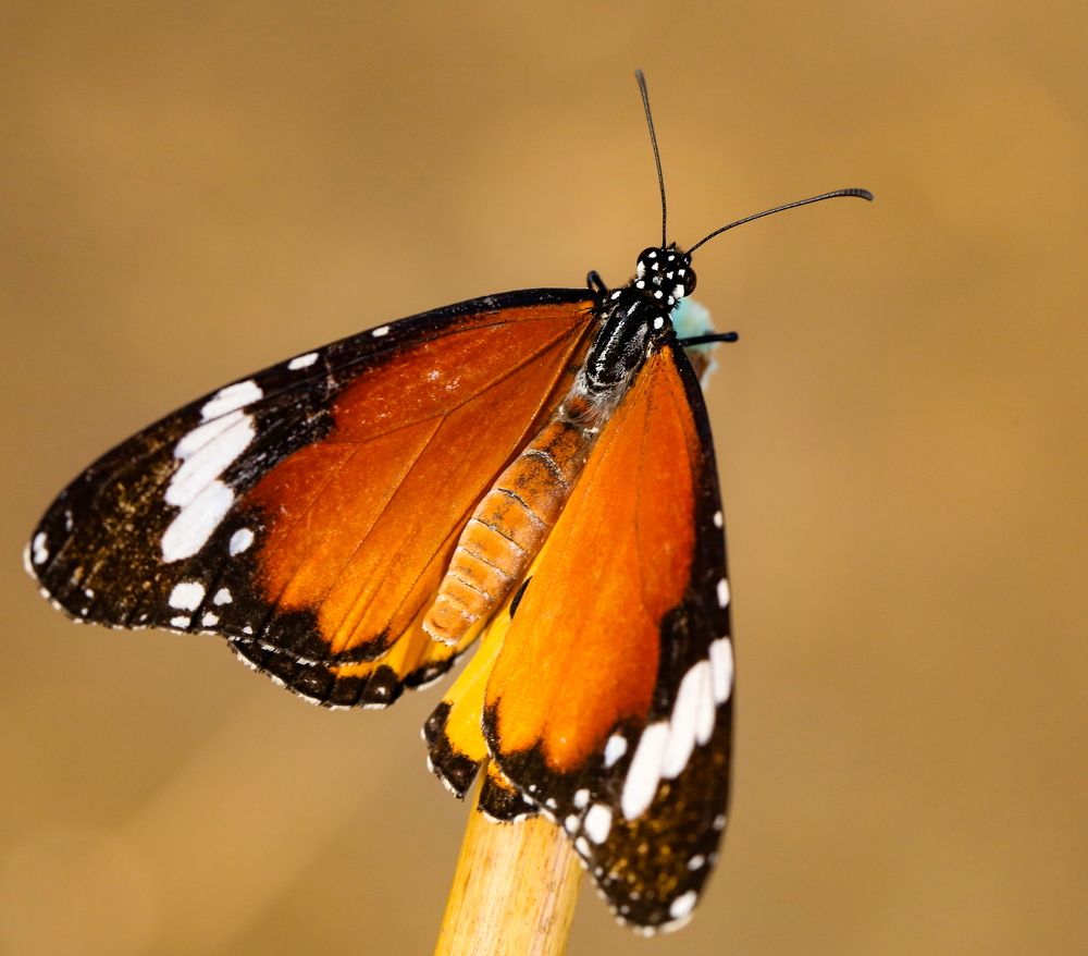 Photograph by Борис Лишневский