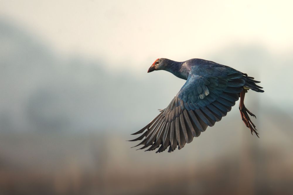 Photograph by Pinak Paul