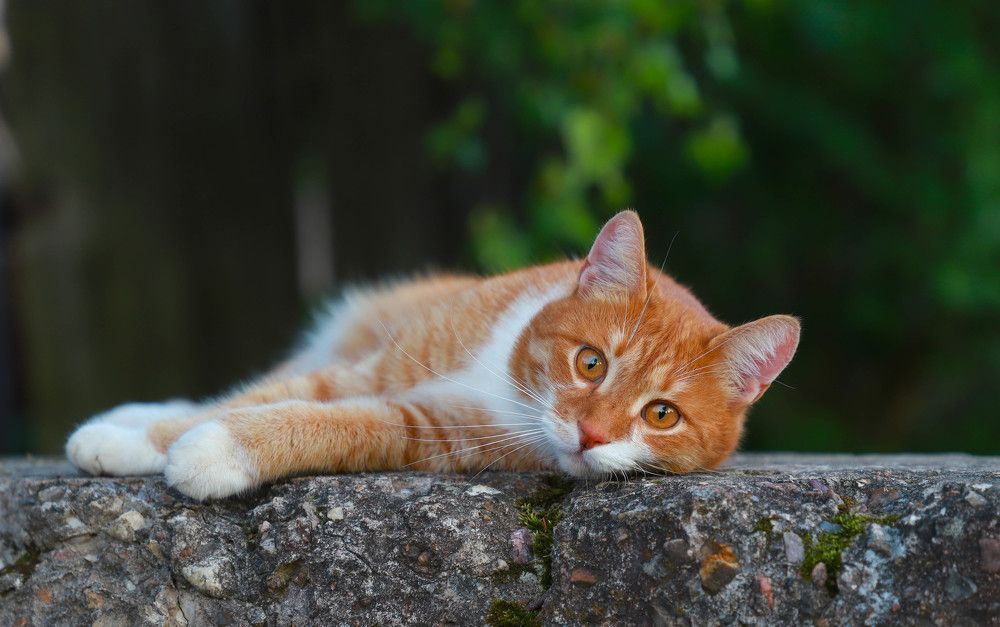 Photograph by Елена Сиднина