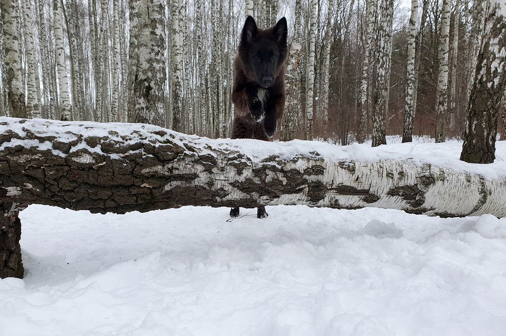 Фотография автора Надежда Лисицына