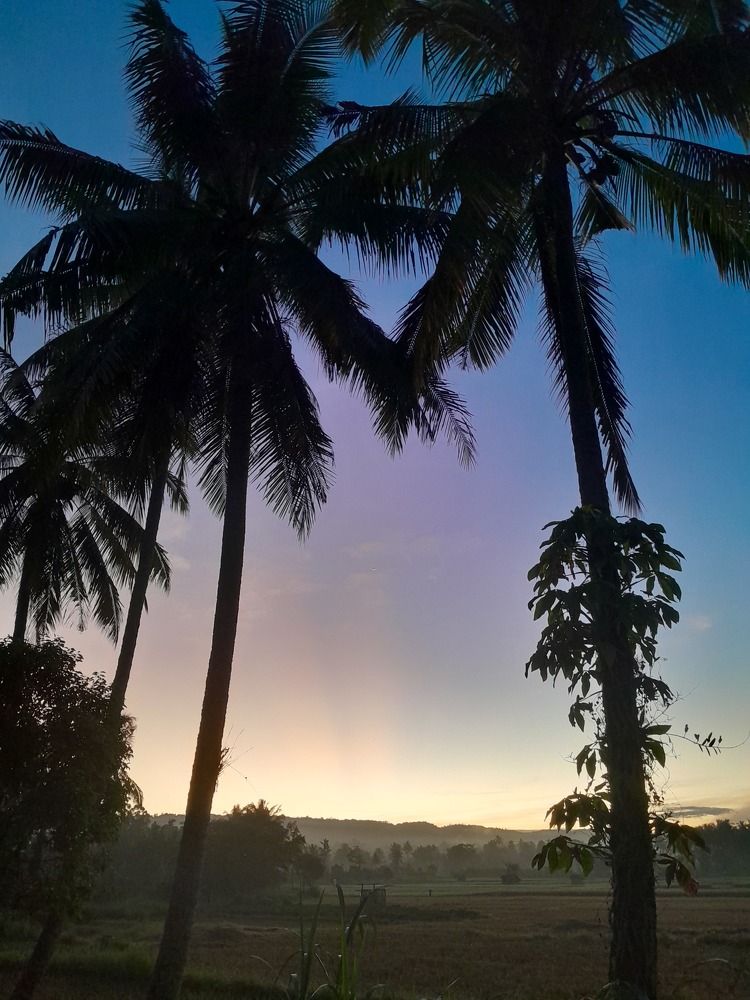 Pinky Aura with Coconut Trees