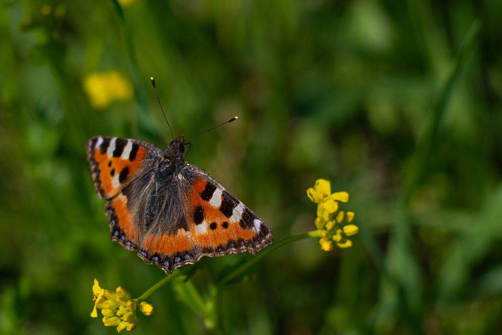 Photograph by Николай Грекалов