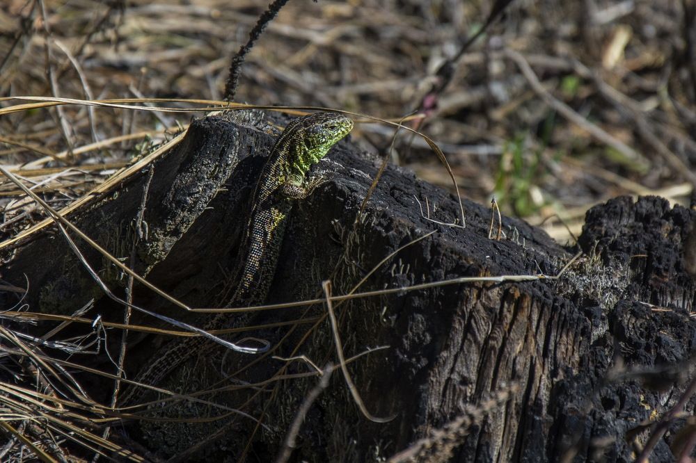 Photograph by Ольга Шуякова