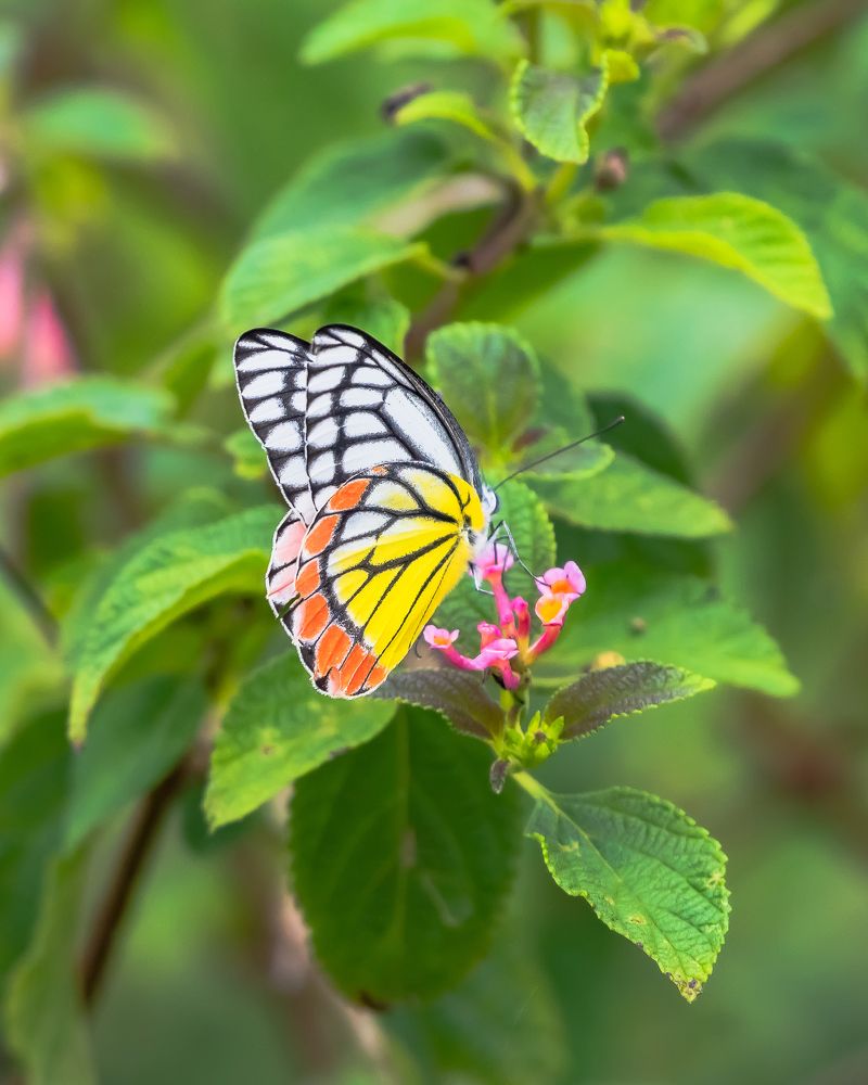 Photograph by Prem Madhavan