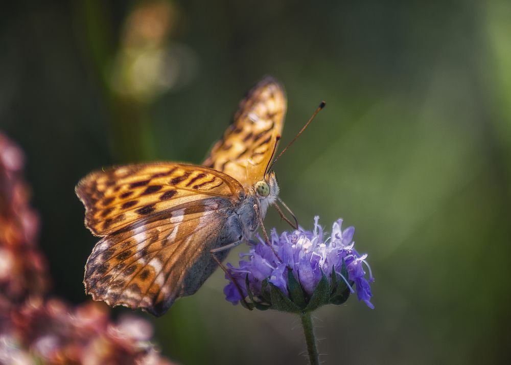 Photograph by Сергей Дишук