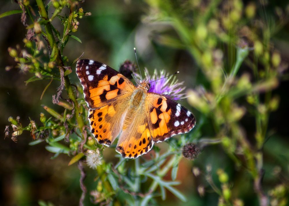 Photograph by Сергей Дишук