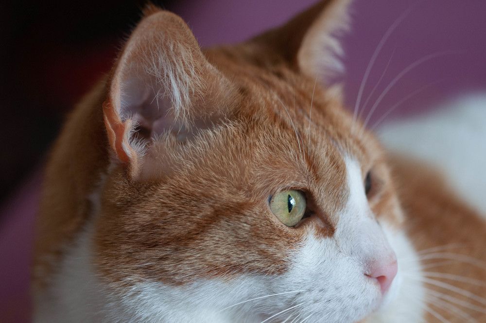 Фотография автора DIMITRIS MPAZIOTOPOULOS