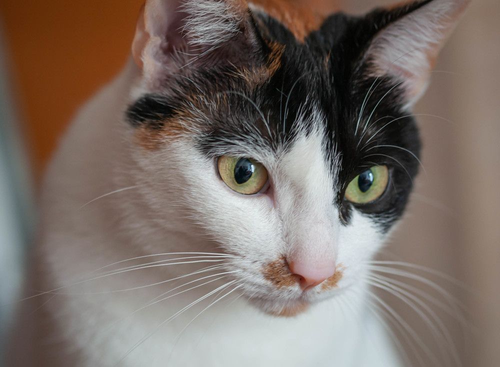 Фотография автора DIMITRIS MPAZIOTOPOULOS