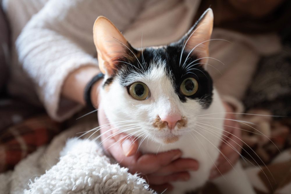 Фотография автора DIMITRIS MPAZIOTOPOULOS