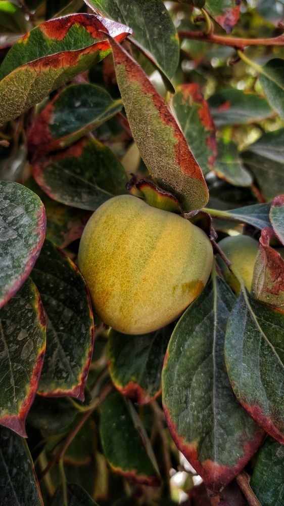 Photograph by Наталья Рау