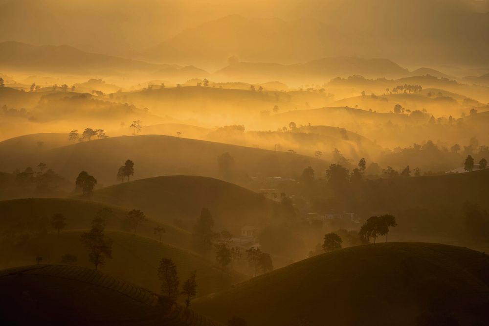 Morning dew covered the Long Coc tea hill