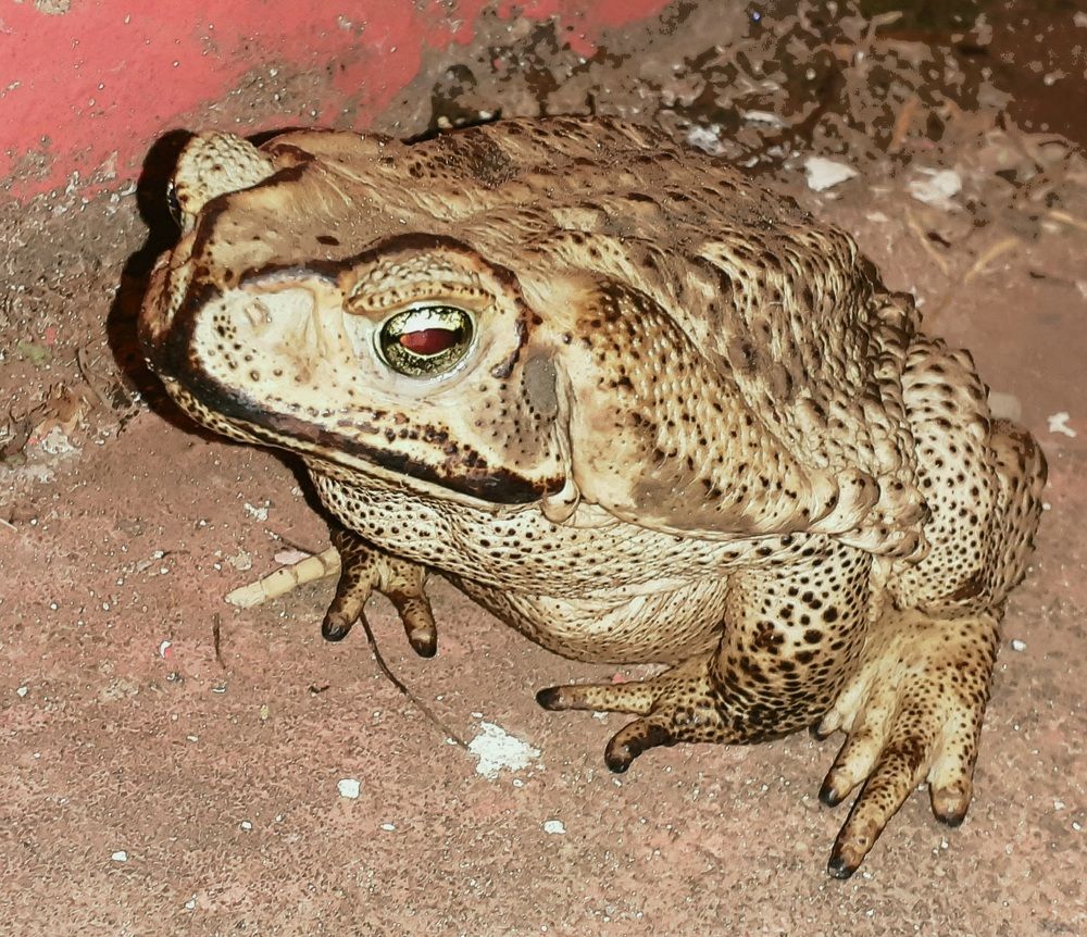 Photograph by Diego Proverbio de Freitas