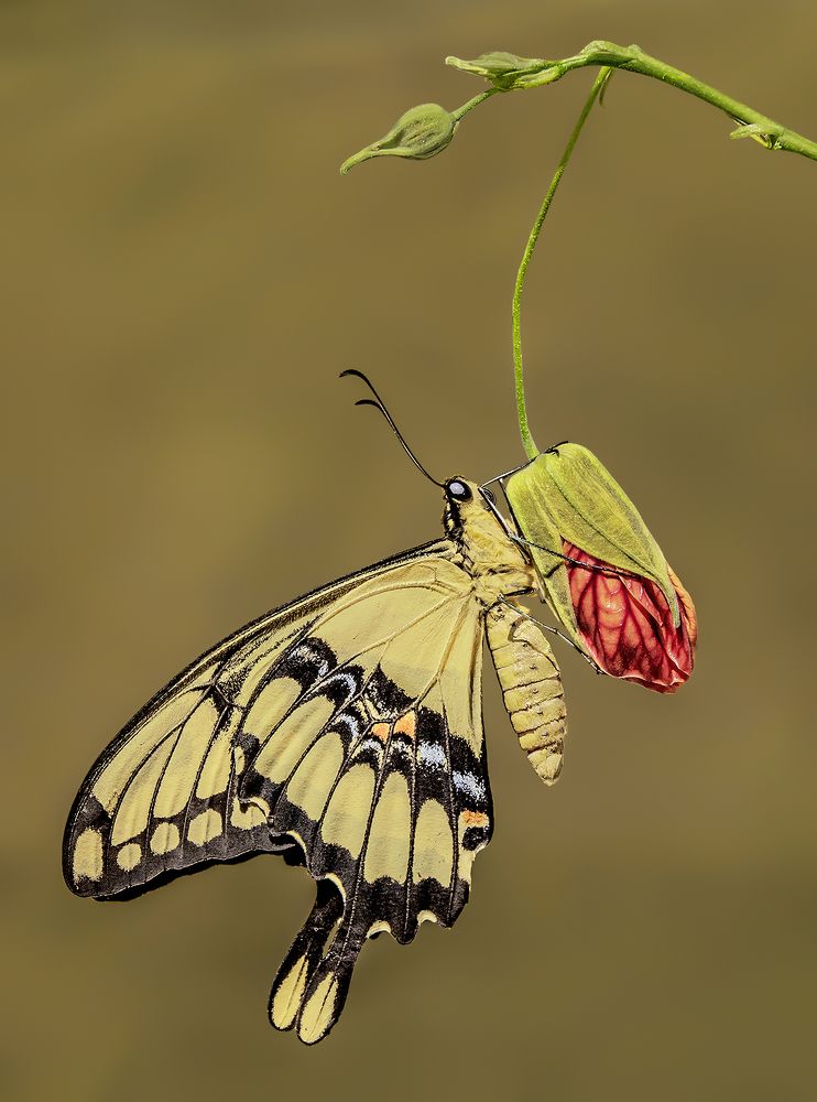 Butterfly Papilio Thoas