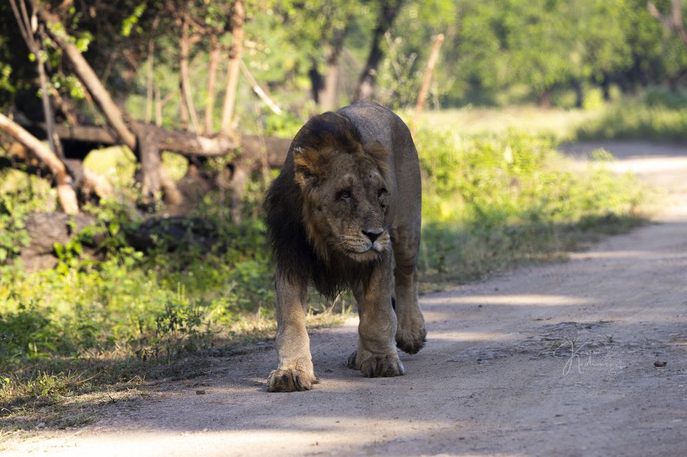 Photograph by Karim Kadiwar