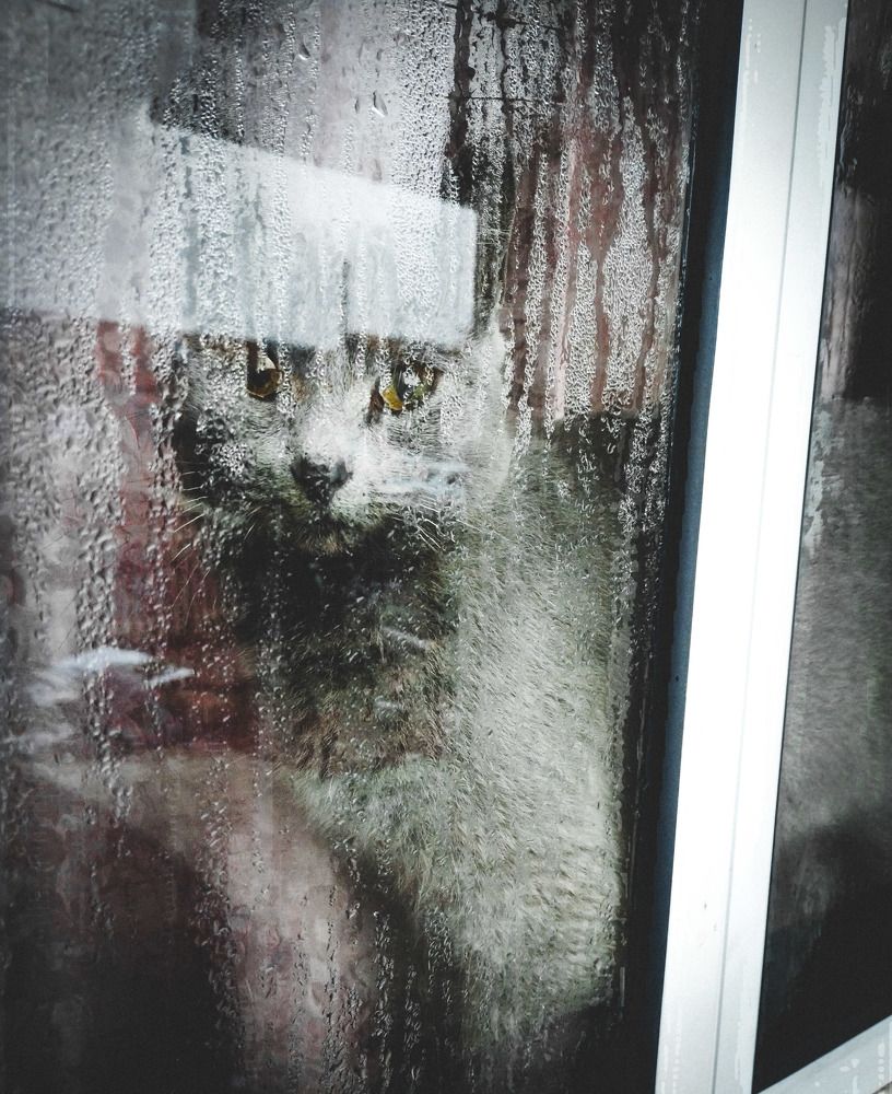 Photo #9239553
