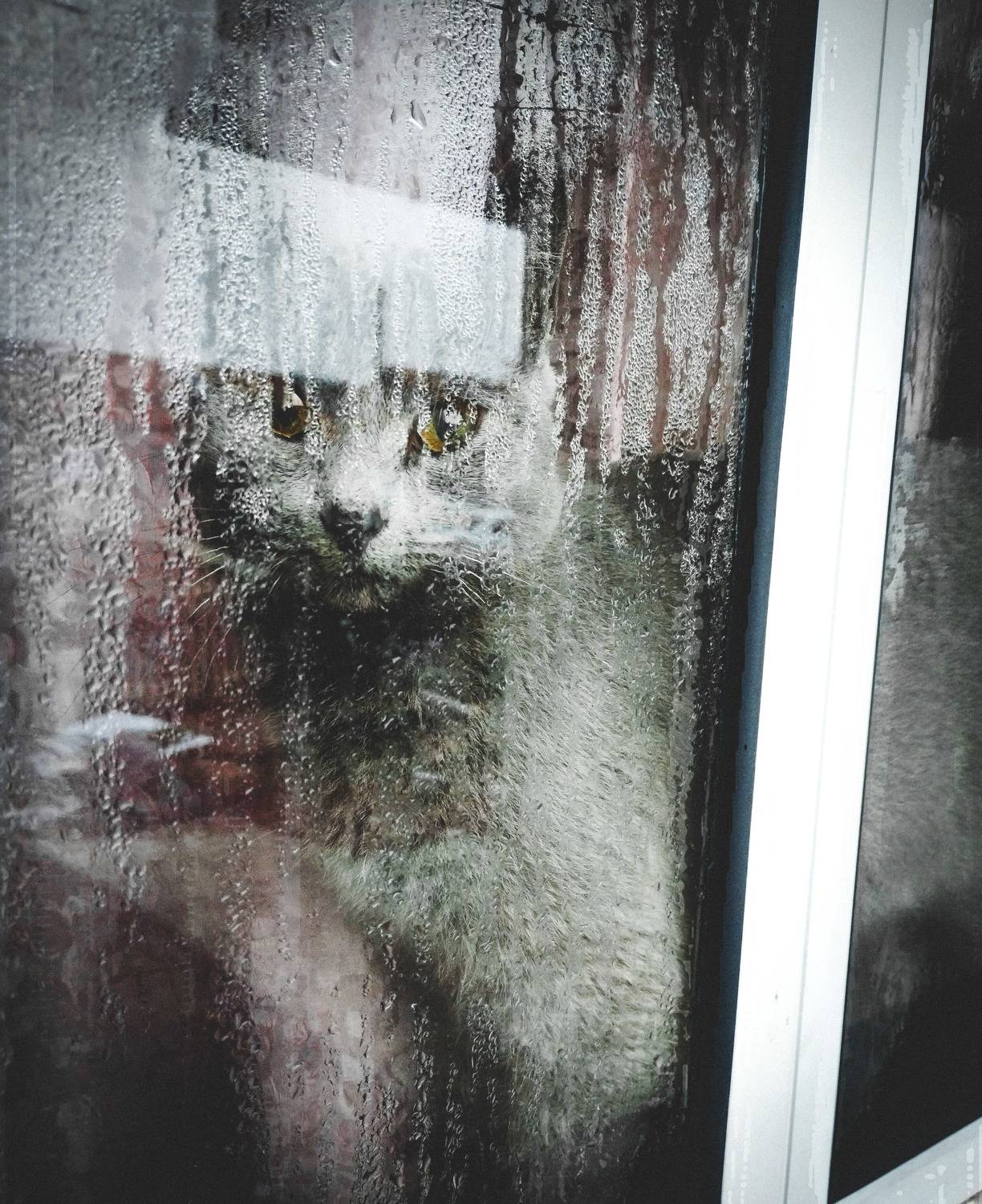 Photo #9239553