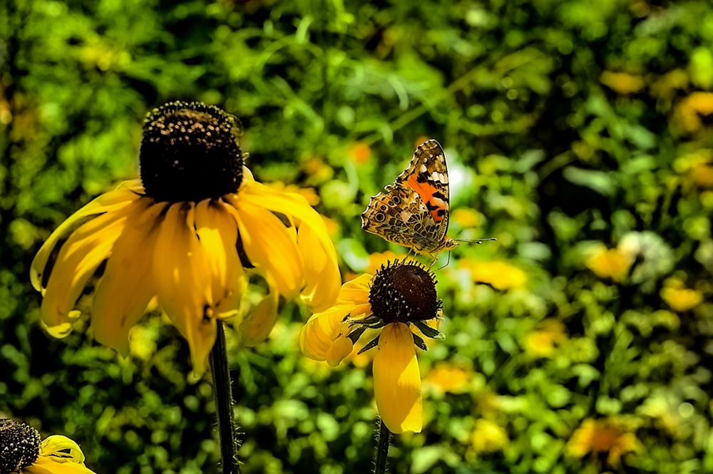 Photograph by Ирина Александрович