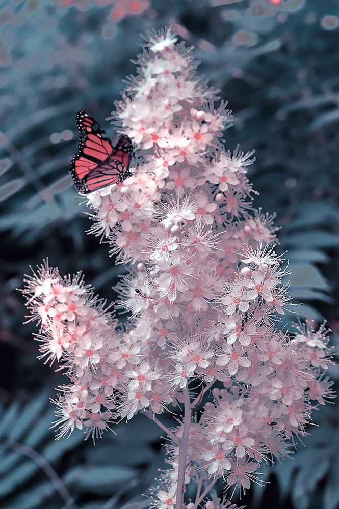 Photograph by Ирина Александрович