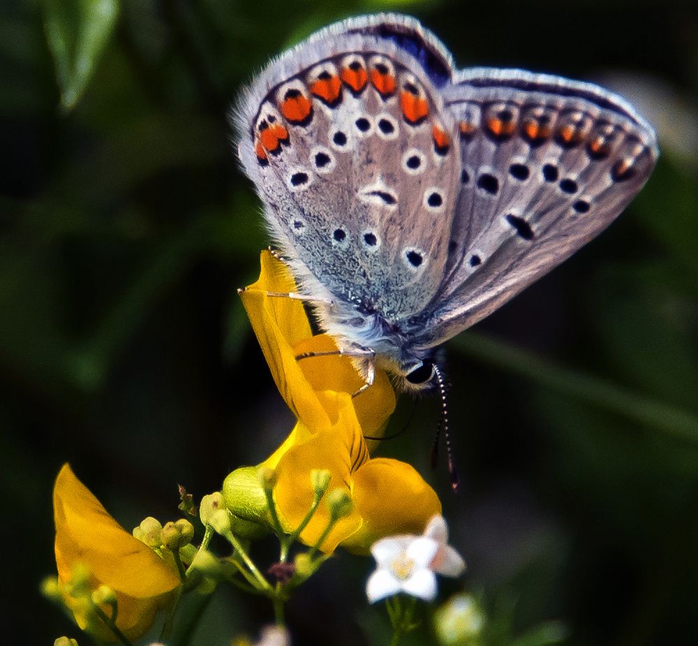 Photograph by Владимир Безбородов