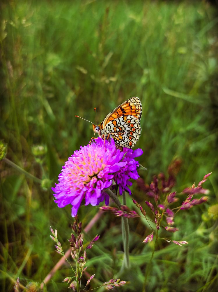 Фотография автора Александр Хухлов
