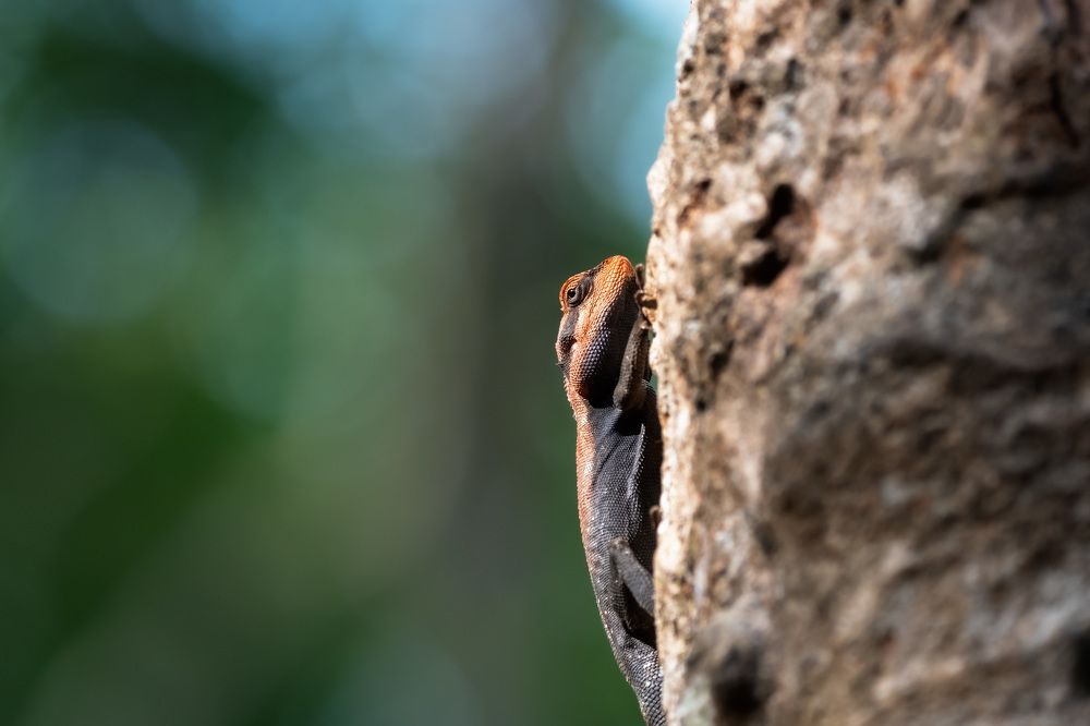 Photograph by GVN Santhosh