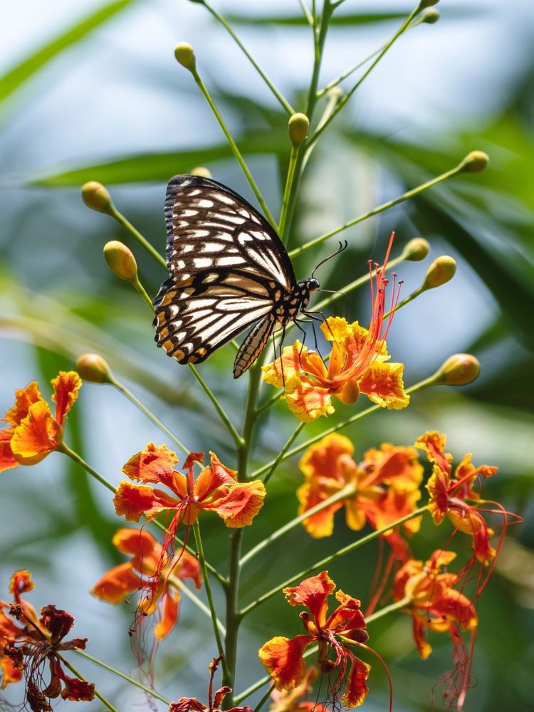 Photograph by GVN Santhosh