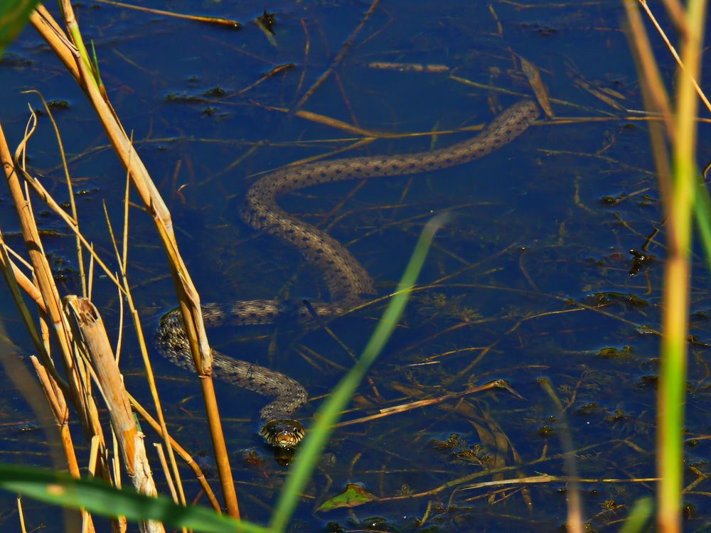 Фотография автора Анатолий Борисов