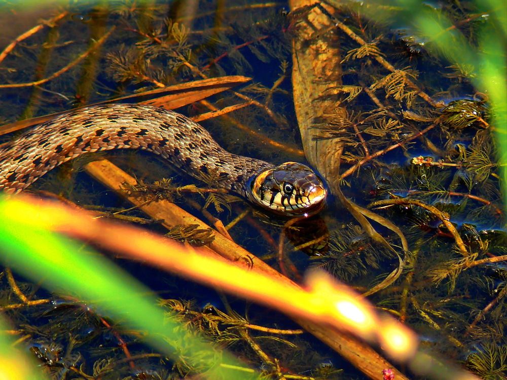 Фотография автора Анатолий Борисов