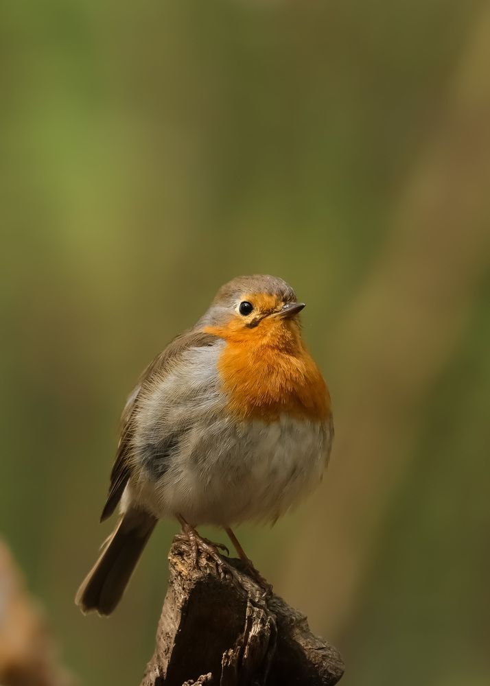 Photograph by Наталья Гайдукевич