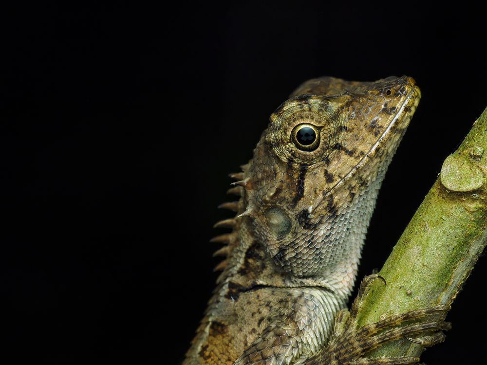 Photograph by Venkat Mangudi