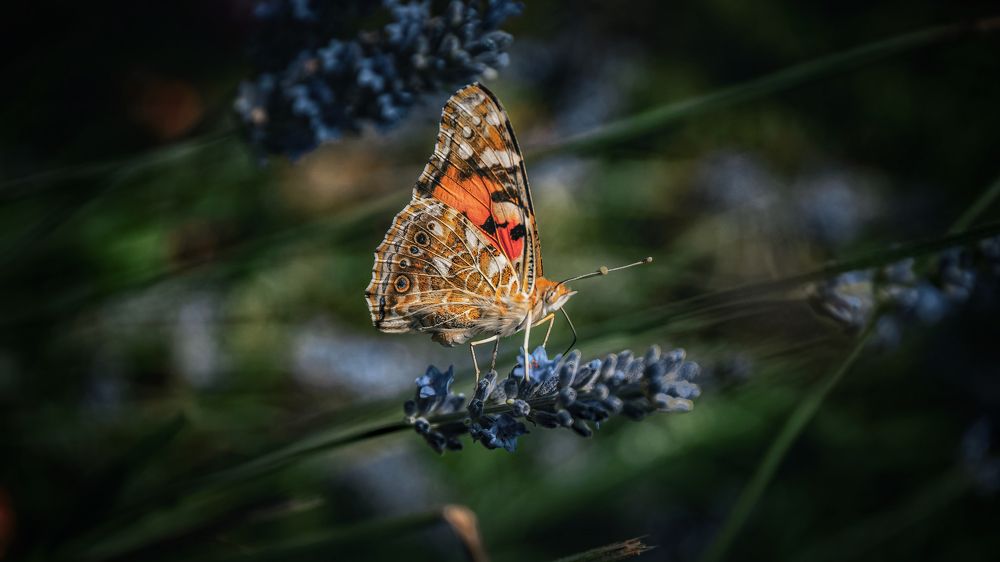 Photograph by Антон Дроздов